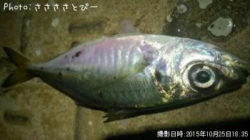 ¥¢¥¸¡õ¥á¥Ð¥ë¡õ¥·¡¼¥Ð¥¹