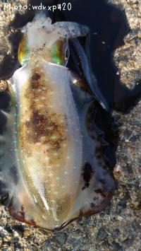 ¥¢¥ª¥ê¥¤¥«