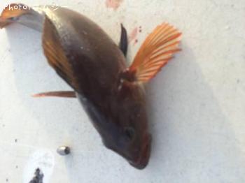 �����ʥ�