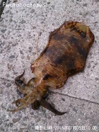 �����ꥤ��