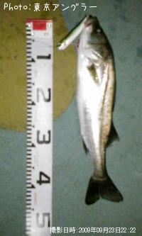 �����Х�