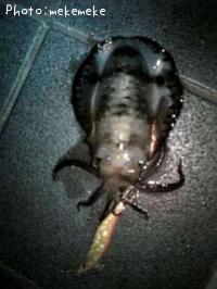 �����ꥤ��