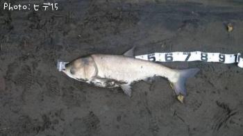 ¤³¤ì¤Ï¤Ê¤ó¤Ç¤¹¤«¡©