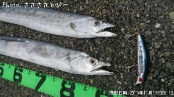 サーフ太刀魚