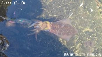 �����ꥤ��