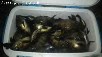 ��Х����