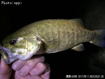 �֥�å��Х�