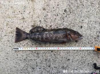 �����ʥ�