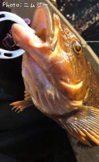 �����ʥ�