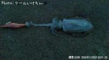 ¥¢¥ª¥ê¥¤¥«