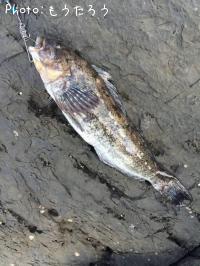 �����ʥ�