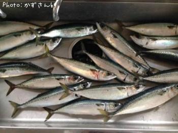 ¥Þ¥µ¥Ð¡¢¥´¥Þ¥µ¥Ð