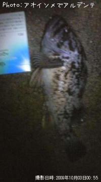 �٥å�������