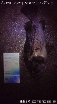 �٥å�������