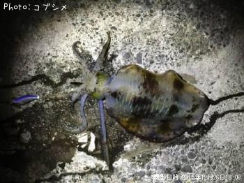 �����ꥤ��