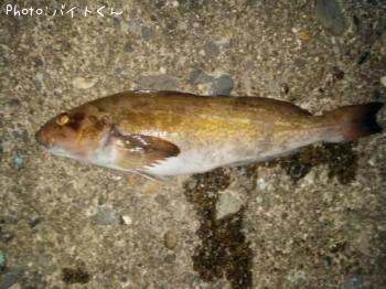 �����ʥ�