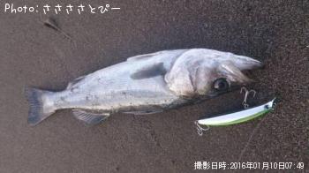 サーフシーバス