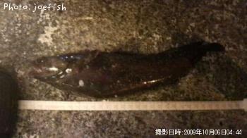 ¥¨¥¾¥¤¥½¥¢¥¤¥Ê¥á