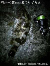 ¥Ù¥Ã¥³¥¦¥¾¥¤