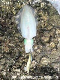 �����ꥤ��