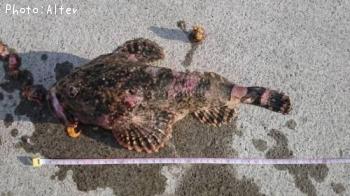 ¥®¥¹¥«¥¸¥«