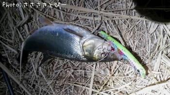 ¥·¡¼¥Ð¥¹¡õ¥¦¥°¥¤