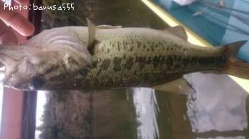 �֥�å��Х�