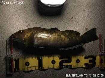 �����ʥ�