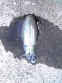 ¥¢¥ª¥ê¥¤¥«