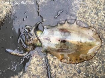 �����ꥤ��