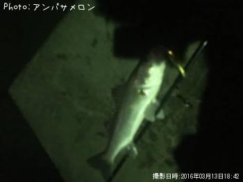 �����Х�