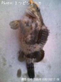 ¥¿¥±¥Î¥³¥á¥Ð¥ë