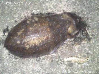 ¥â¥ó¥´¥¦¥¤¥«