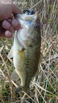 ¥Ö¥é¥Ã¥¯¥Ð¥¹