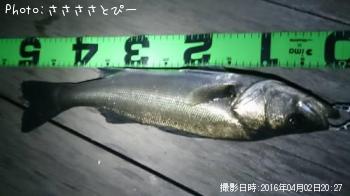 ¥·¡¼¥Ð¥¹¡õ¥á¥Ð¥ë¡õ¥Ê¥Þ¥³