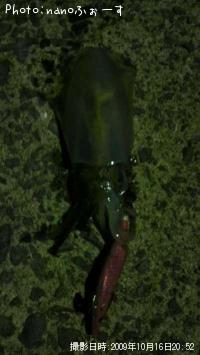 ¥¢¥ª¥ê¥¤¥«