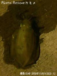 ¥¢¥ª¥ê¥¤¥«