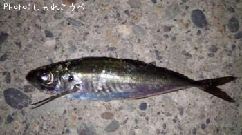 ¥¢¥¸¡õ¥«¥Ë