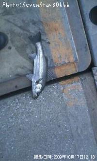 �����Х�