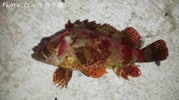 ¥è¥í¥¤¥á¥Ð¥ë