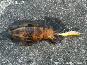 �����ꥤ��