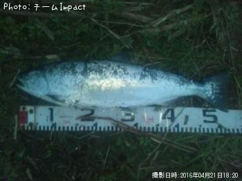 ¥µ¥¯¥é¥Þ¥¹