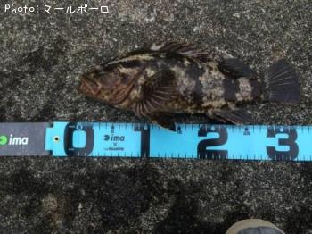 ¥Ù¥Ã¥³¥¦¥¾¥¤