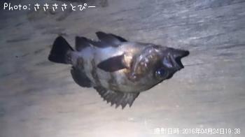 ¥·¡¼¥Ð¥¹¡õ¥á¥Ð¥ë