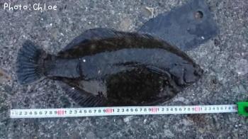 ¥¯¥í¥¬¥·¥é