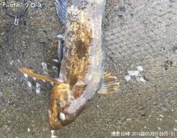 �����ʥ�