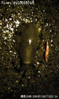 �����ꥤ��