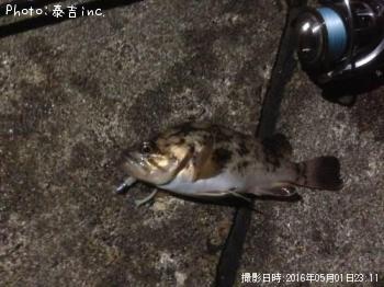 ¥á¥Ð¥ë¡õ¥½¥¤