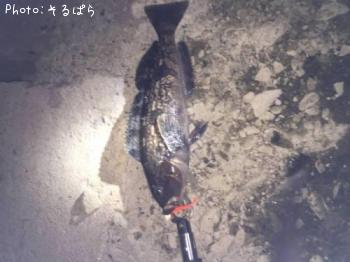 �����ʥ�