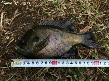 ¥Ö¥ë¡¼¥®¥ë